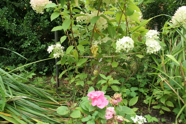 Staudenhalter, Beetbegrenzer, 1 Meter, Zaun, Gartenzaun, Beetrahmen, Rankhilfe, Rankgerüst, Raumteiler im Garten, Strauchstütze