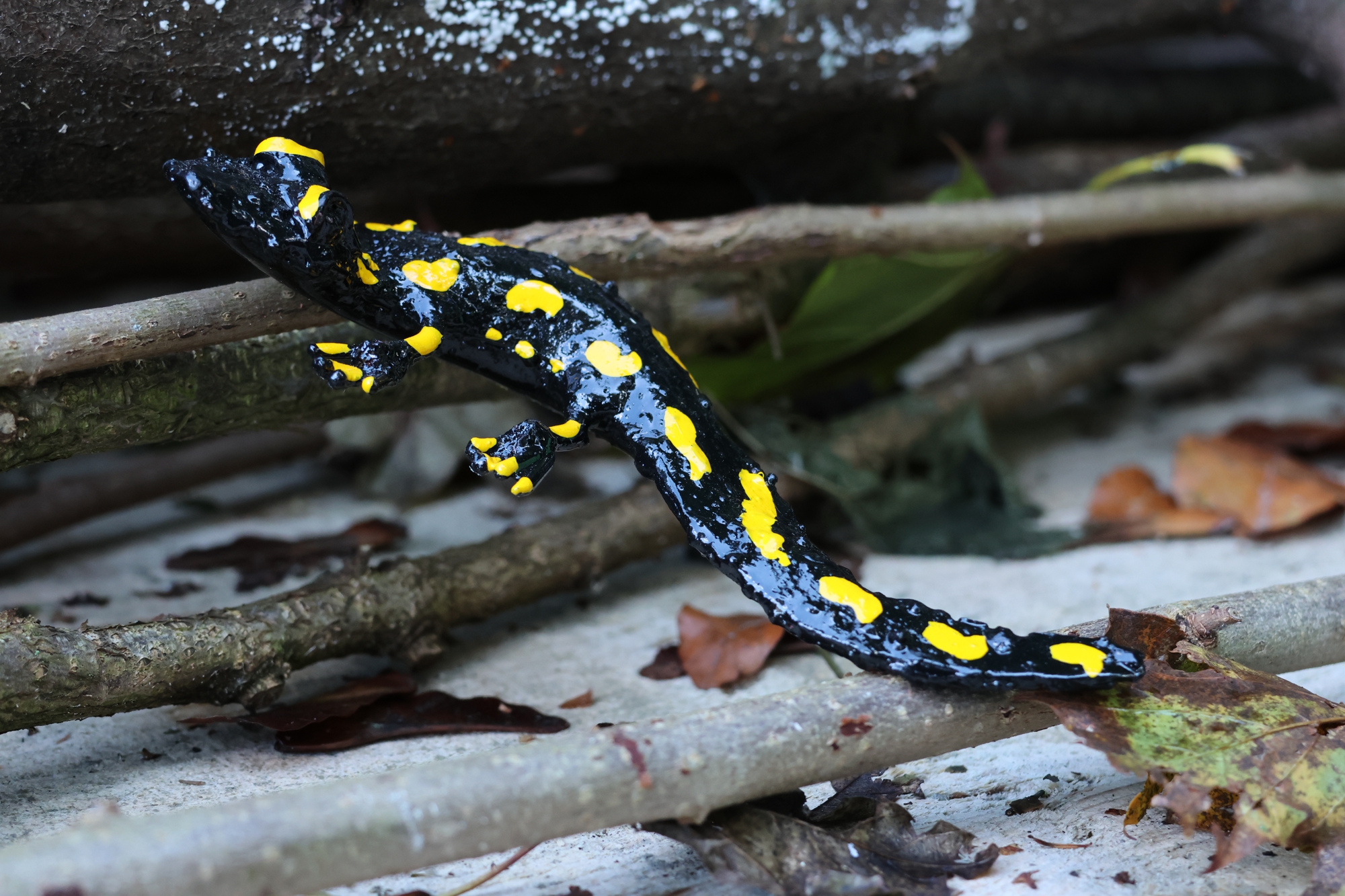 Salamander - aus Metall - Kunsthandwerk