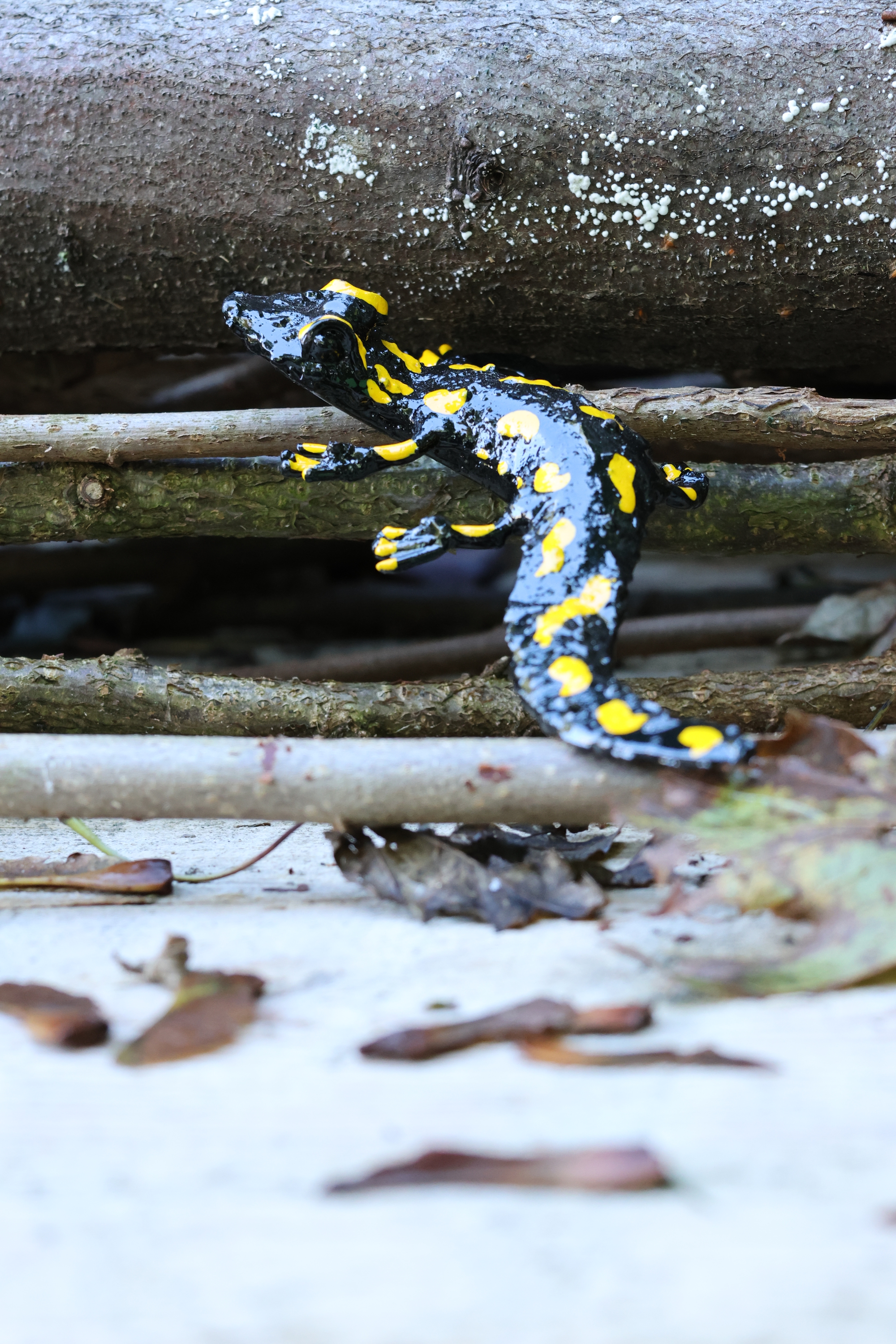 Salamander - aus Metall - Kunsthandwerk