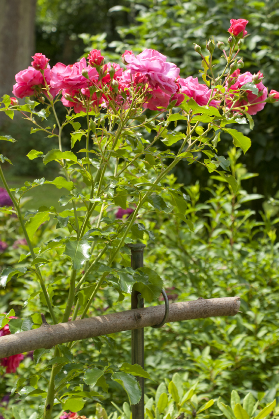 Staudenhalter, Beetbegrenzer, 1,50 Meter, Zaun, Rankhilfe für Beerenobst,  Gartenzaun, Beetrahmen, Strauchstütze, Rankhilfe, Rankgerüst, 