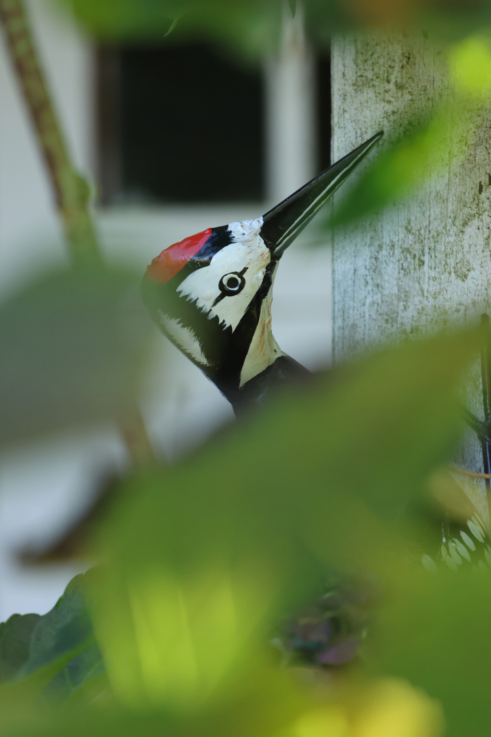 Specht, Specht aus Metall, Dekospecht, Gartenvogel Specht, Buntspecht, Fair Trade Specht
