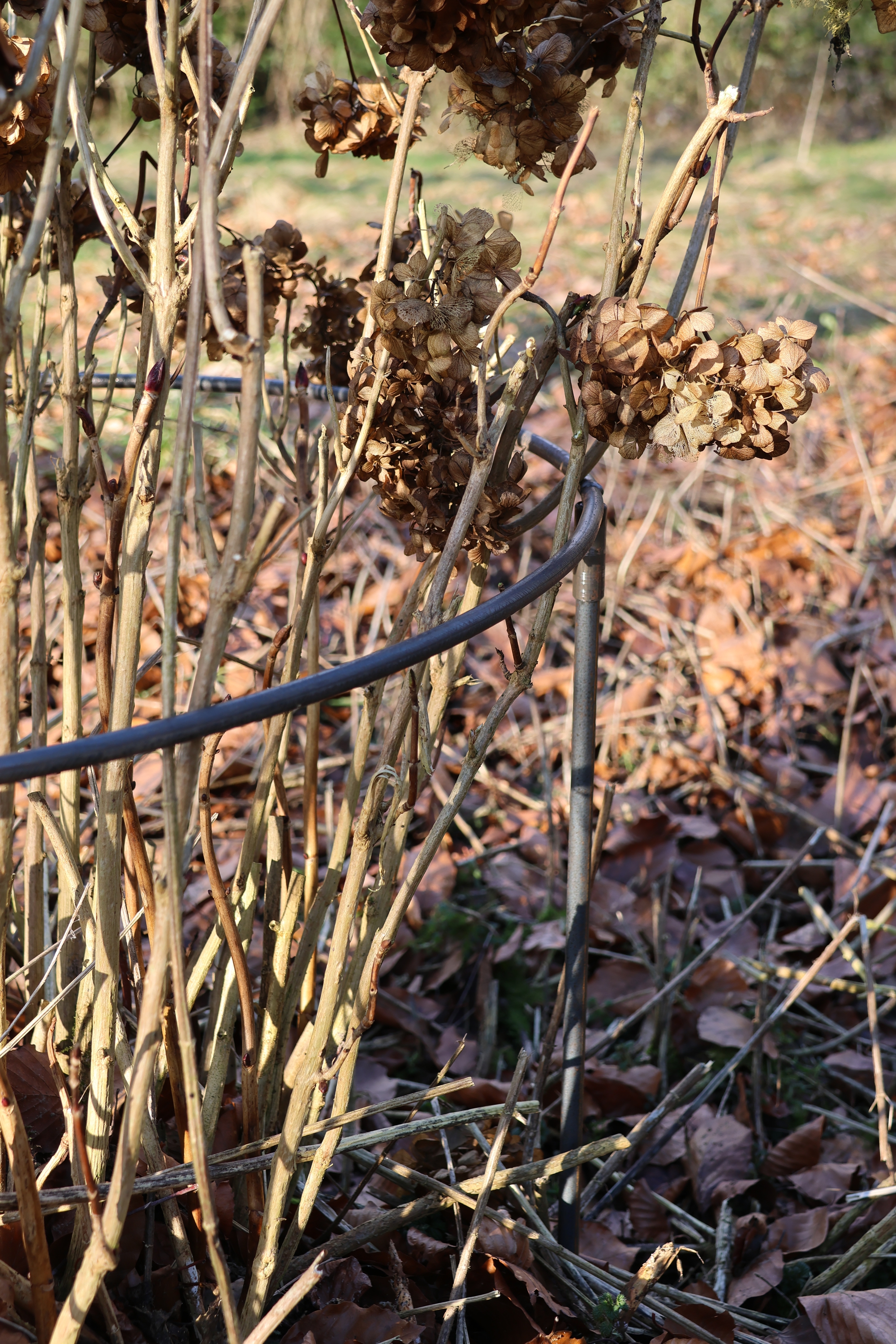Staudenring - Ring 75 cm, Staudenhalter