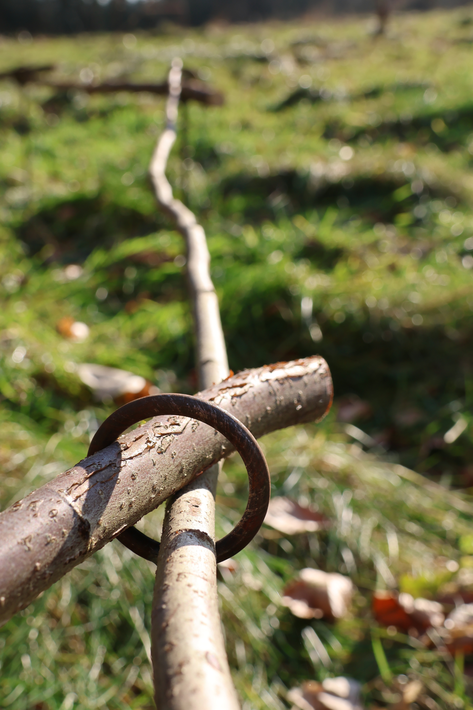 Staudenhalter -1 Ring - , Beetbegrenzer, Zaun