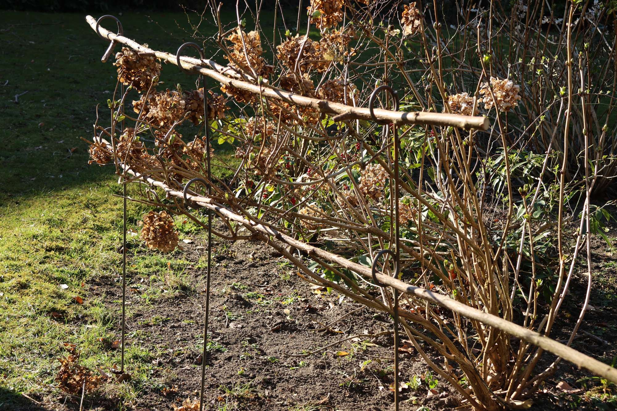 2-Auge Staudenhalter extralang, Staudenhalter 1,50 Meter, Blütenstütze, Stütze für Phlox